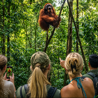 2 Day Orangutan Trekking Bukit Lawang