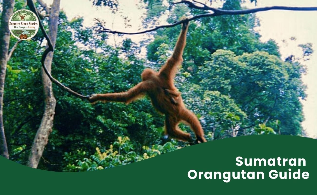 Sumatran Orangutan Guide
