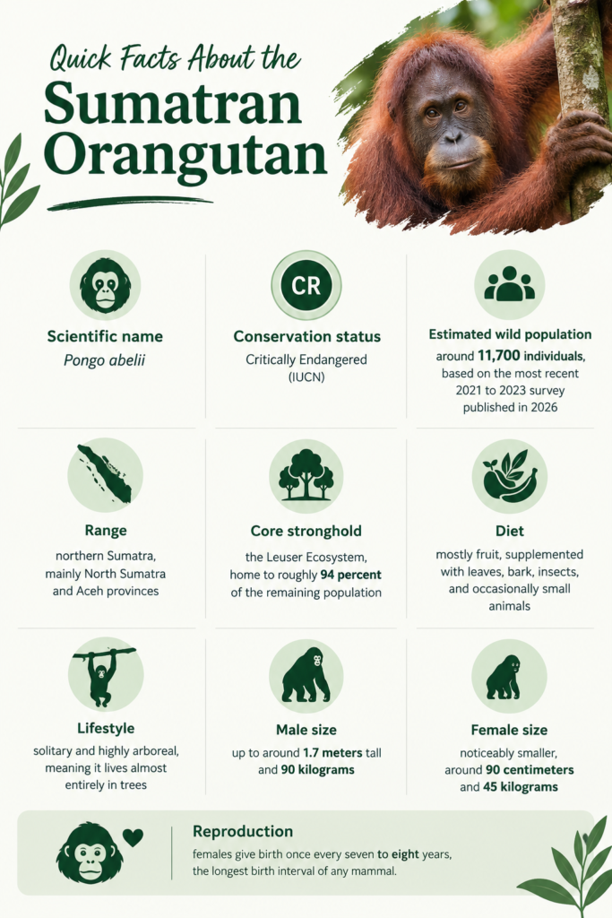 facts about the sumatran orangutan