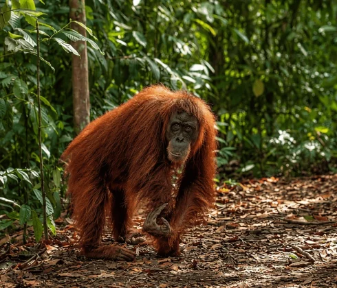 SumatraStoneStories
