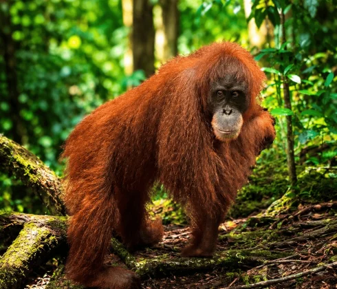 SumatraStoneStories